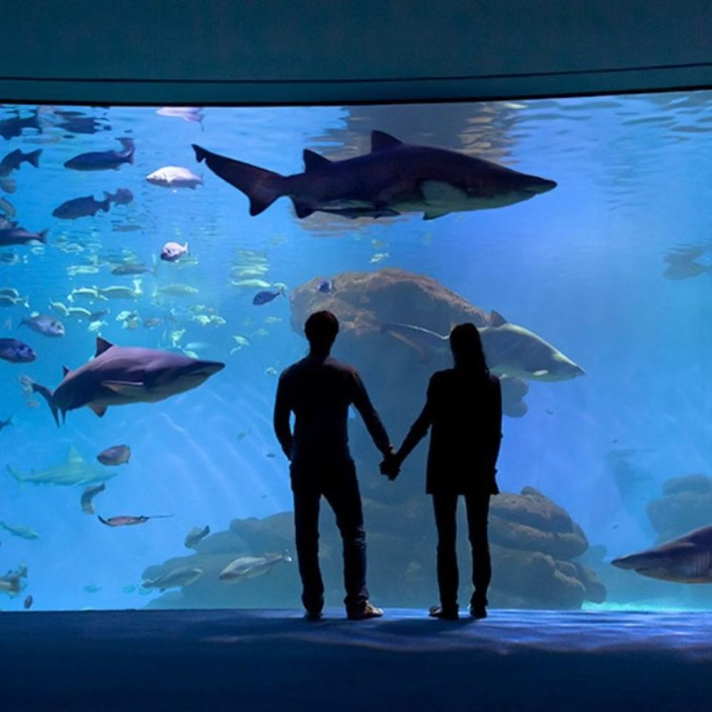 Palma Aquarium — Ticket with Transfer
