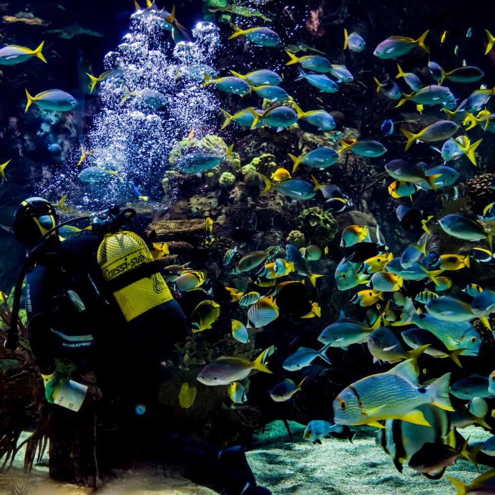 Oceanogràfic + Science Museum + Hemisfèric — Combo Ticket