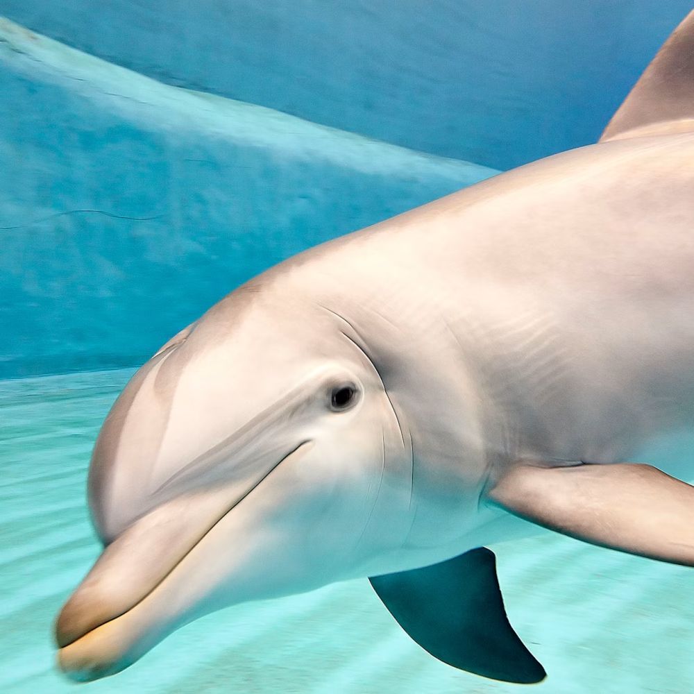 Oceanogràfic + Science Museum + Hemisfèric — Combo Ticket