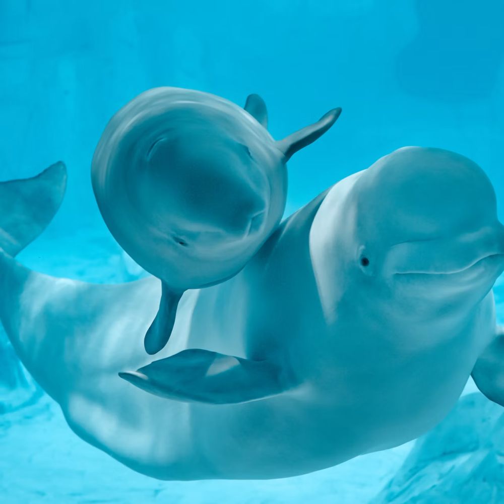 Oceanographic Park + Science Museum — Skip-the-Line Ticket