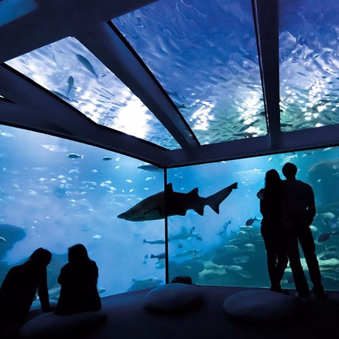 Acuario de Palma — entrada con traslado