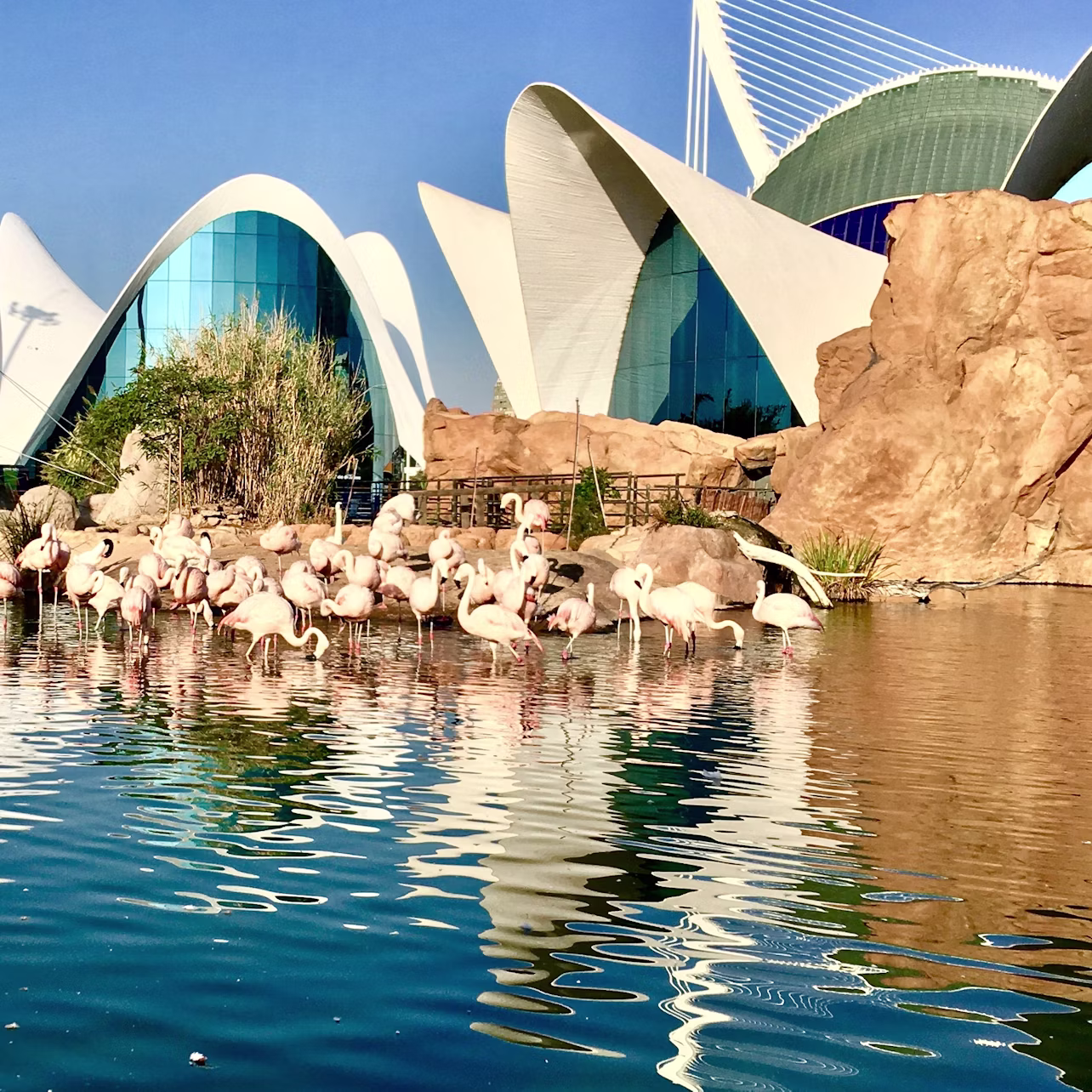Oceanogràfic + Museo de la Ciencia + Hemisfèric — combo